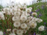 Erigeron acris