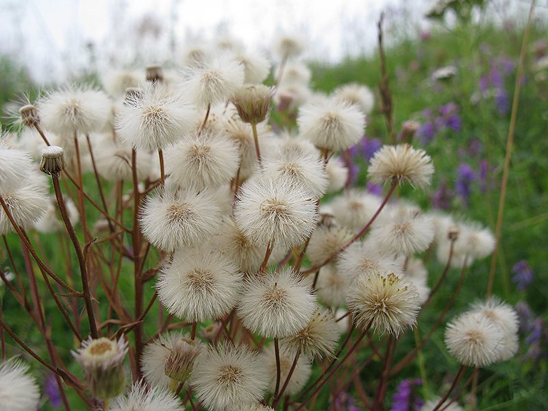 Изображение особи Erigeron acris.