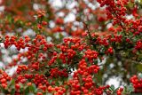 Pyracantha coccinea