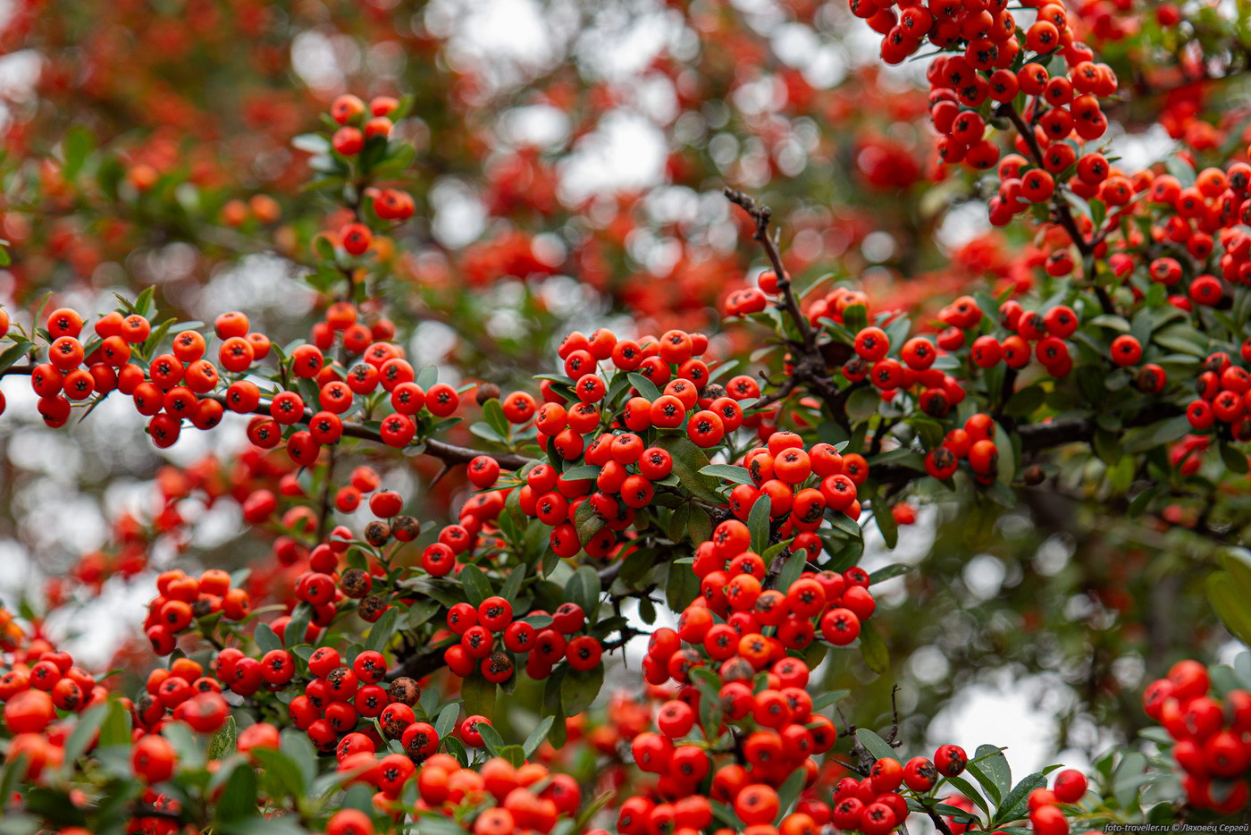 Image of Pyracantha coccinea specimen.