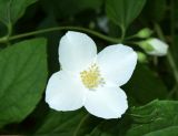 Philadelphus coronarius