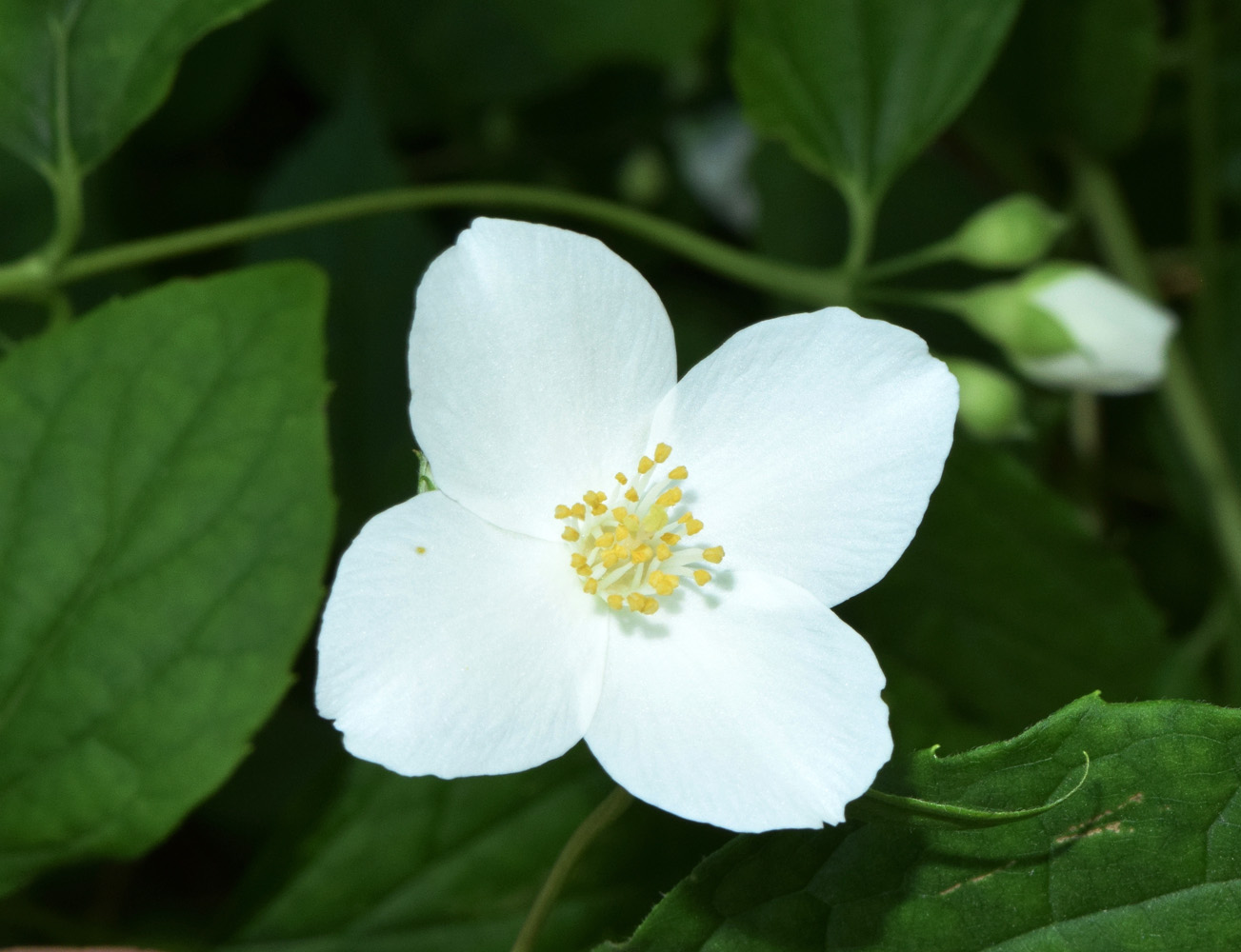 Изображение особи Philadelphus coronarius.