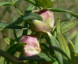 Galium boreale