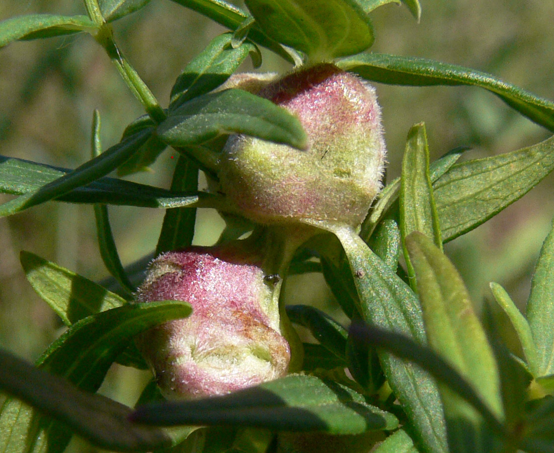 Image of Galium boreale specimen.
