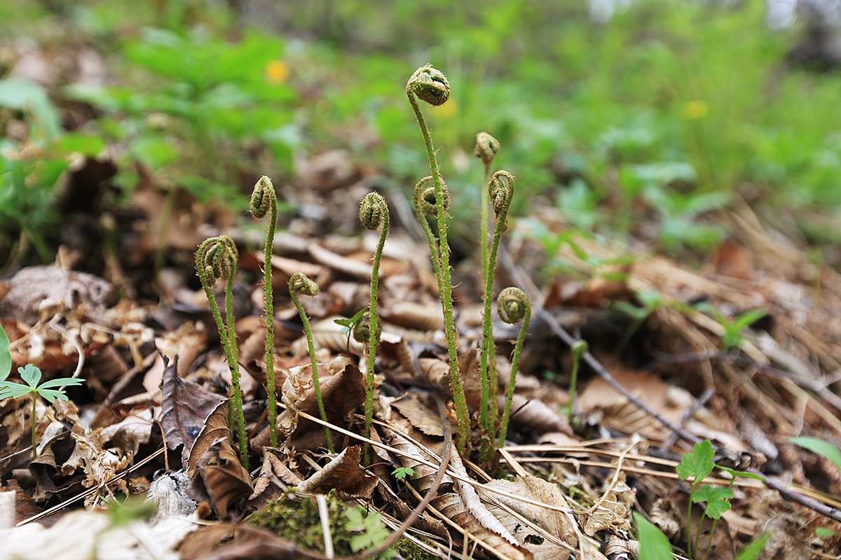 Изображение особи Polystichum subtripteron.