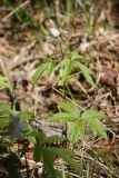 Anemone nemorosa. Цветущее растение. Ленинградская обл., окр. пос. Дубки, вейниково-кустарничково-зеленомошный сосняк с елью, у обочины дороги. 10.05.2020.