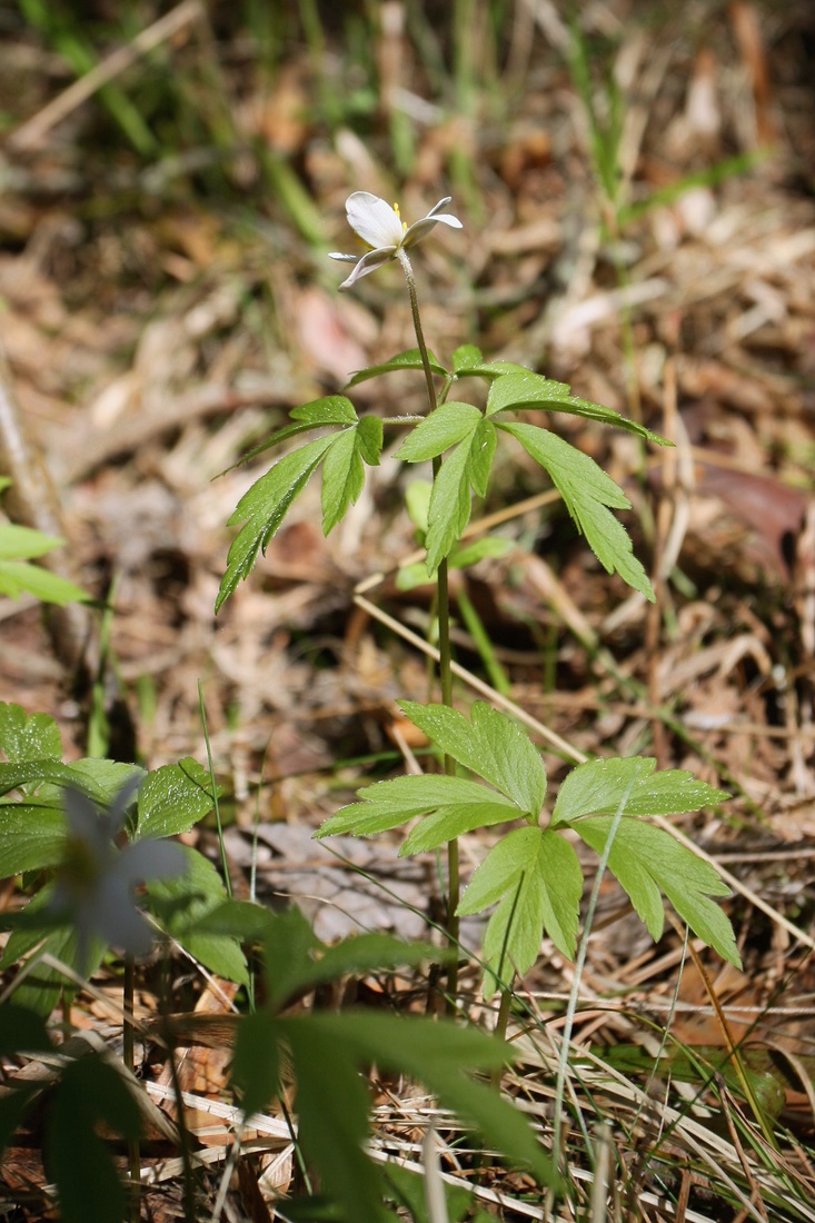 Image of Anemone nemorosa specimen.