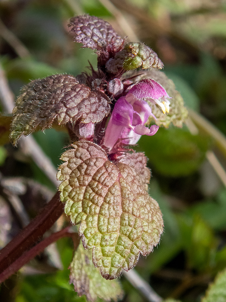 Image of Lamium maculatum specimen.