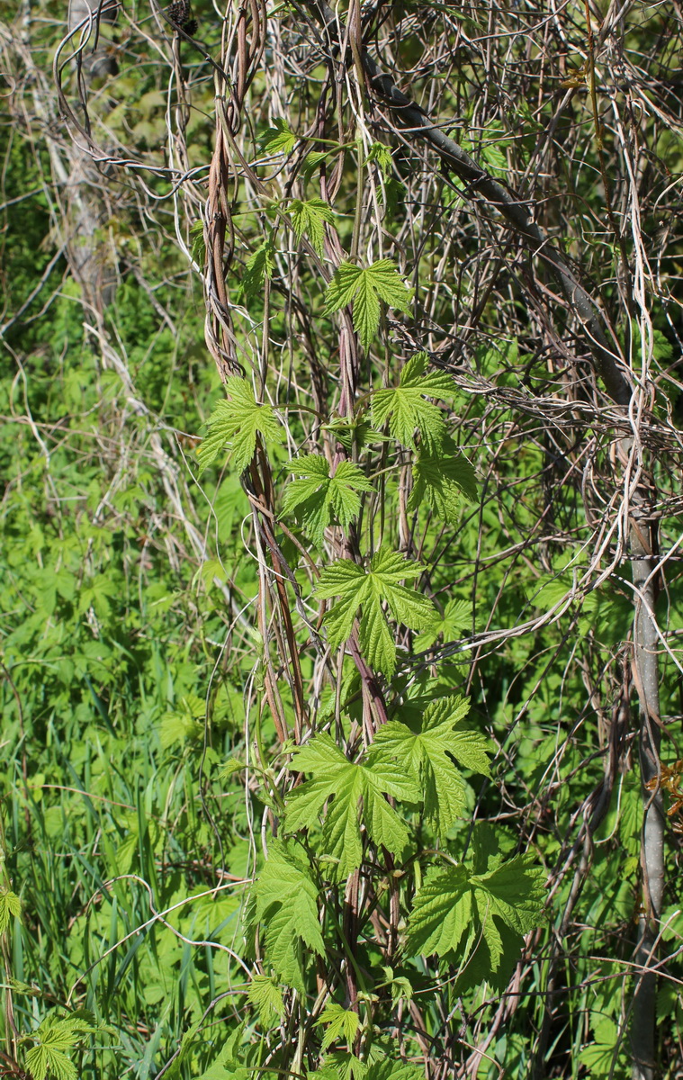 Изображение особи Humulus lupulus.