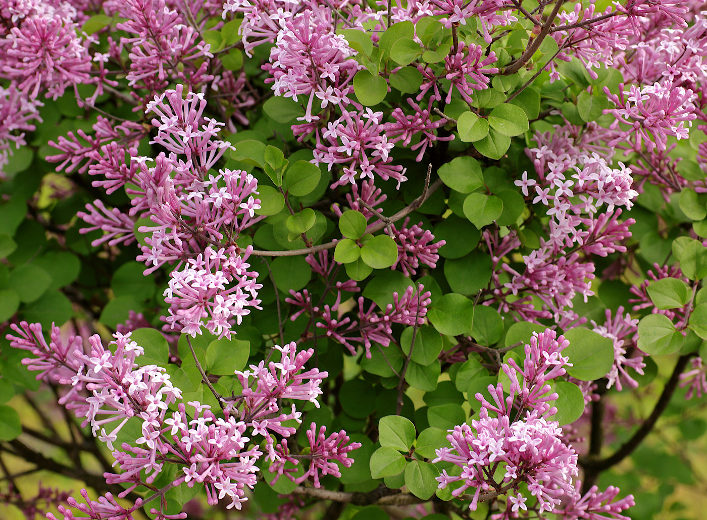 Image of Syringa microphylla specimen.