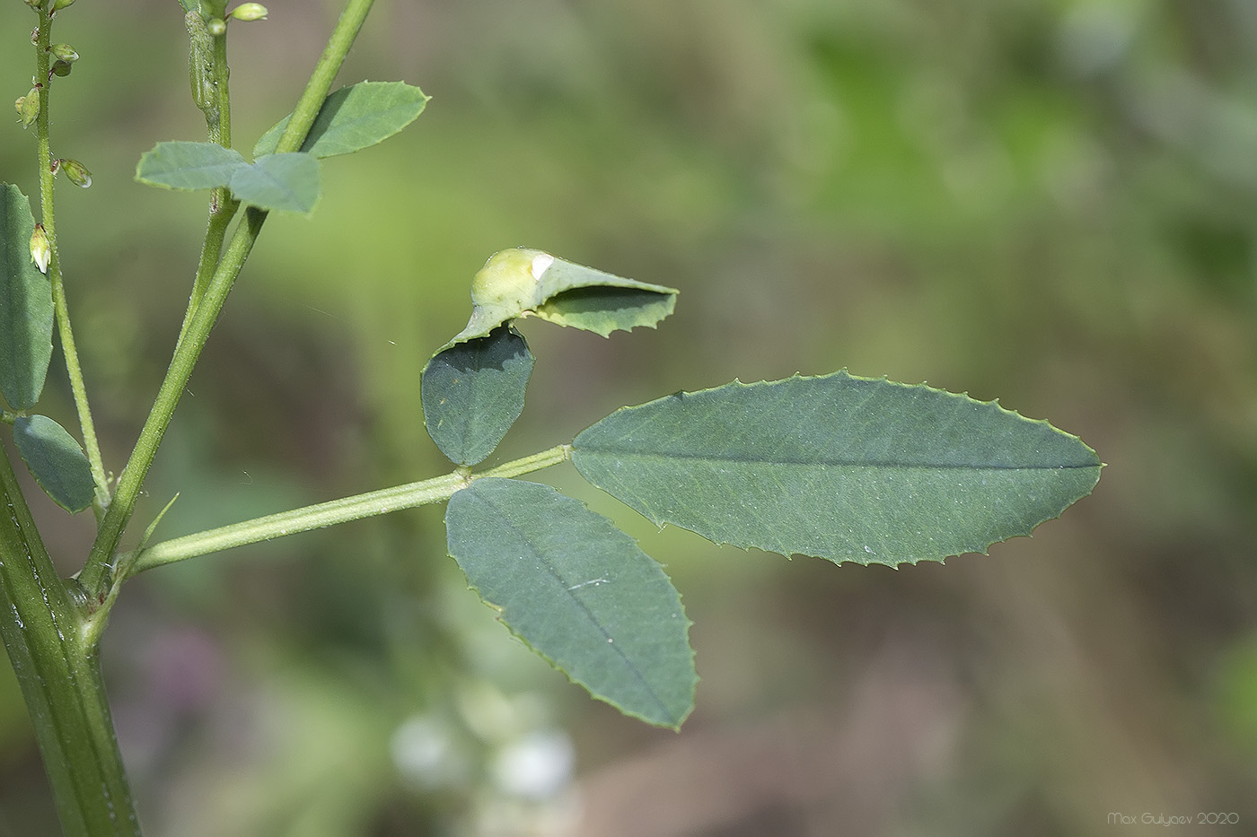 Image of Melilotus albus specimen.