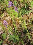 Polygala hybrida