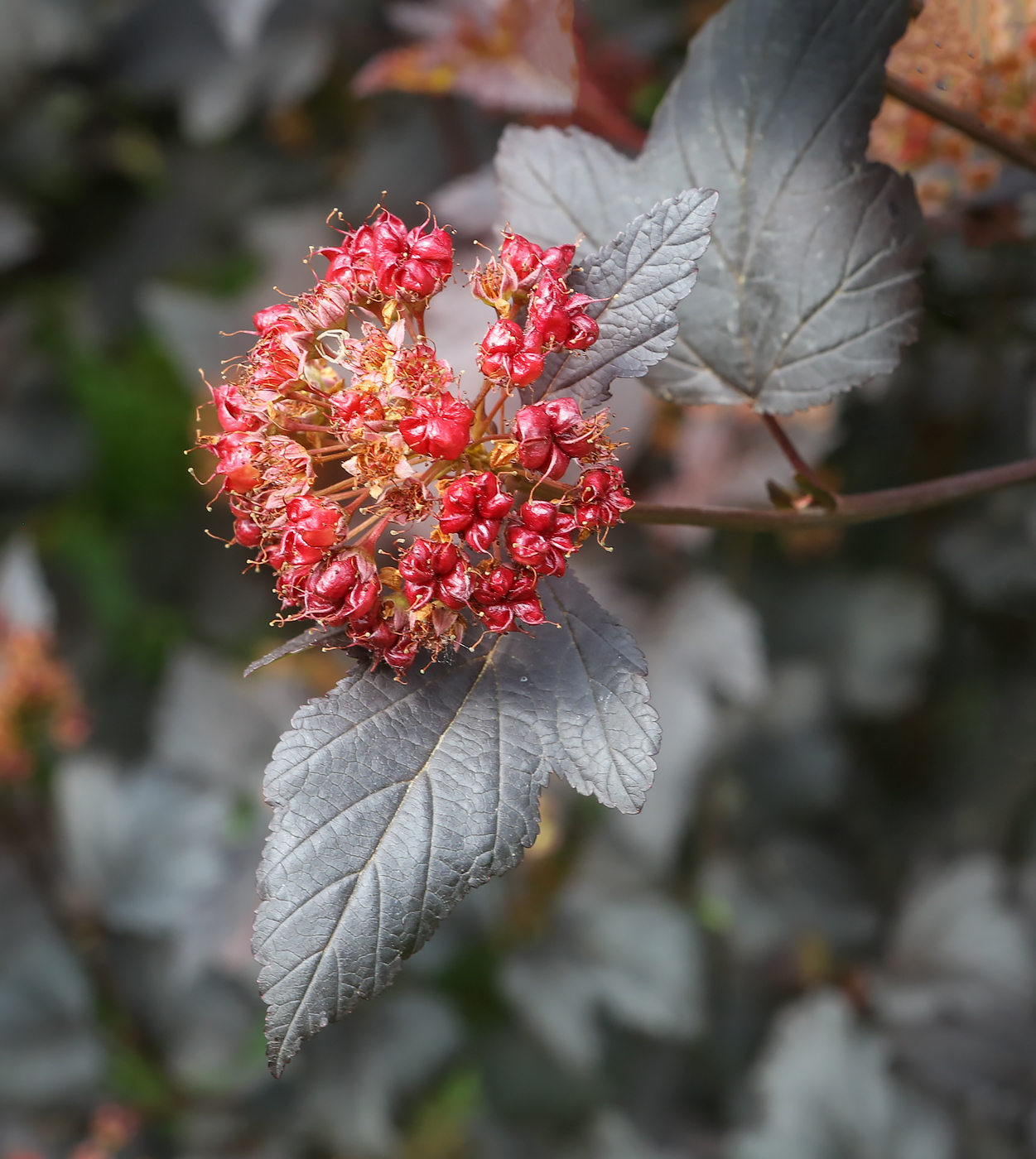 Image of Physocarpus opulifolius specimen.