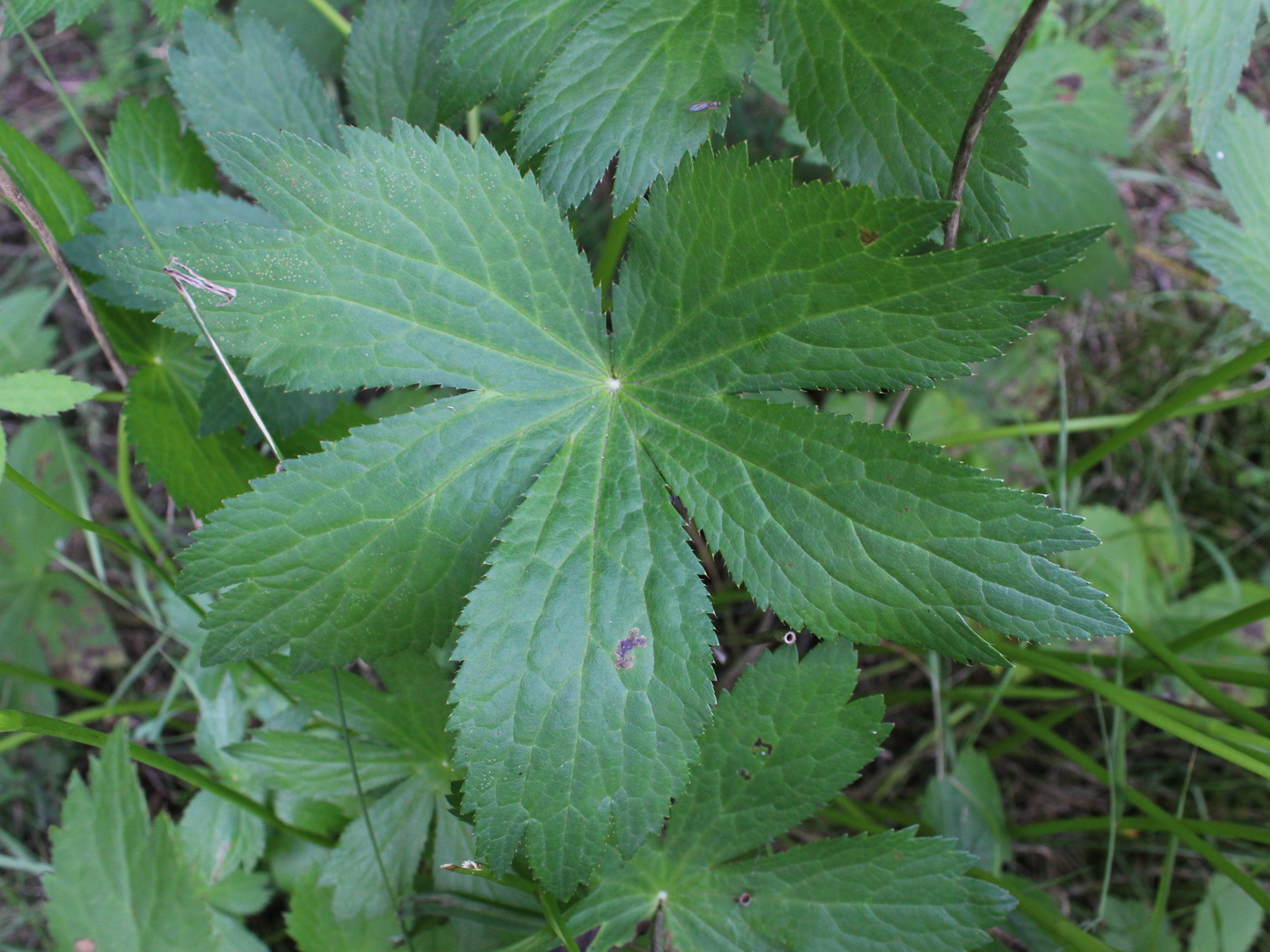 Image of Astrantia major specimen.