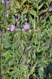 Cirsium polyacanthum