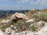 Oxytropis pilosa. Плодоносящее растение. Крым, Байдарская долина, гора Чуваш-Кой, частично задернованная скала с петрофитной растительностью. 24.07.2020.