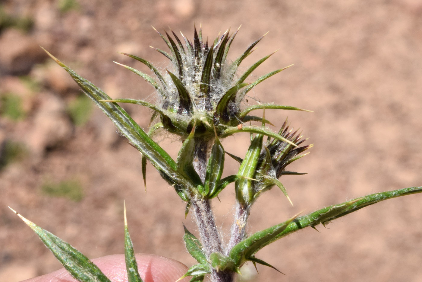 Image of Cousinia bonvalotii specimen.