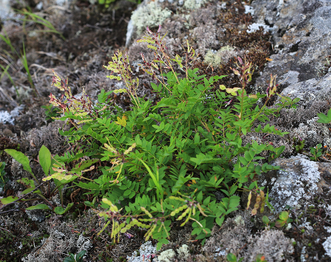 Изображение особи Hedysarum branthii.