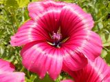 Malope trifida