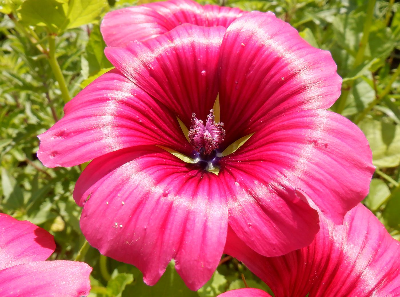 Изображение особи Malope trifida.