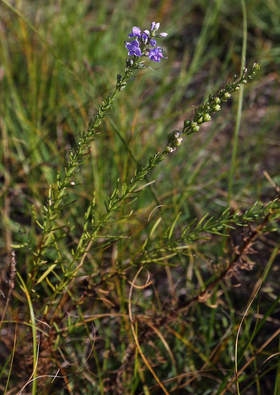 Изображение особи Veronica pinnata ssp. nana.