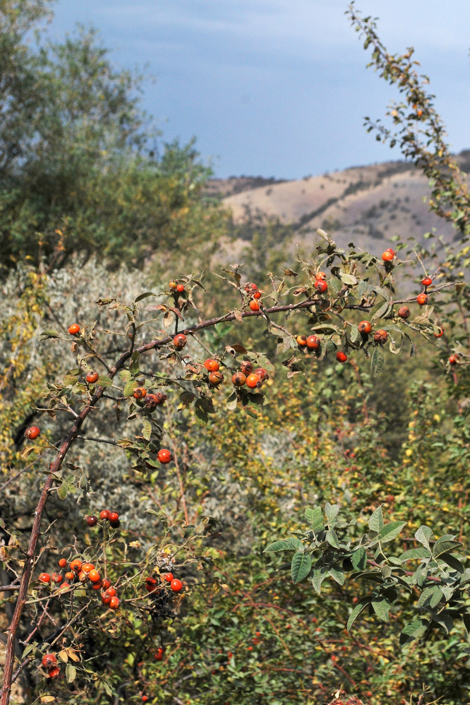 Image of Rosa canina specimen.