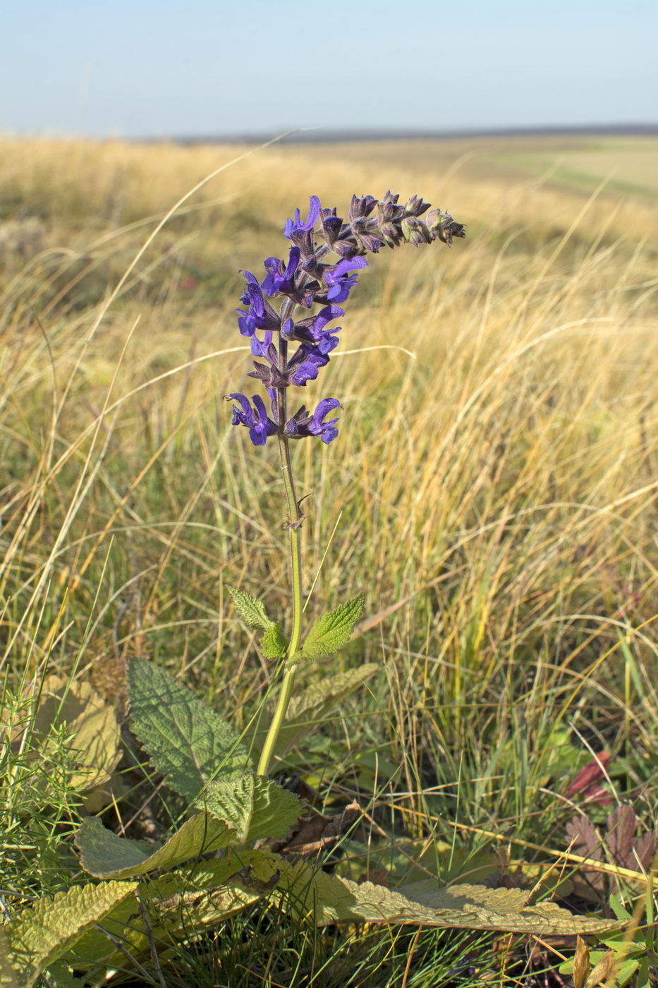 Изображение особи Salvia stepposa.