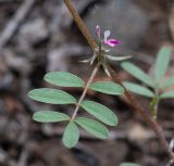 Tephrosia purpurea