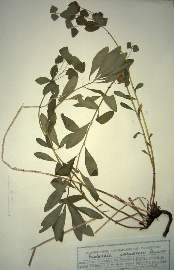 Image of Euphorbia ambukensis specimen.