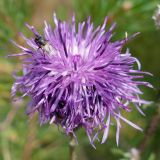 Centaurea scabiosa. Соцветие с кормящейся мухой. Свердловская обл., окр. г. Североуральск, разнотравный склон известняковой скалы. 26.07.2020.