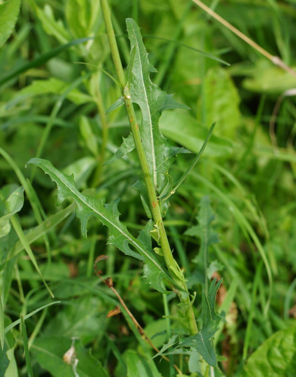 Image of Sonchus arvensis ssp. uliginosus specimen.