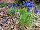 Muscari armeniacum