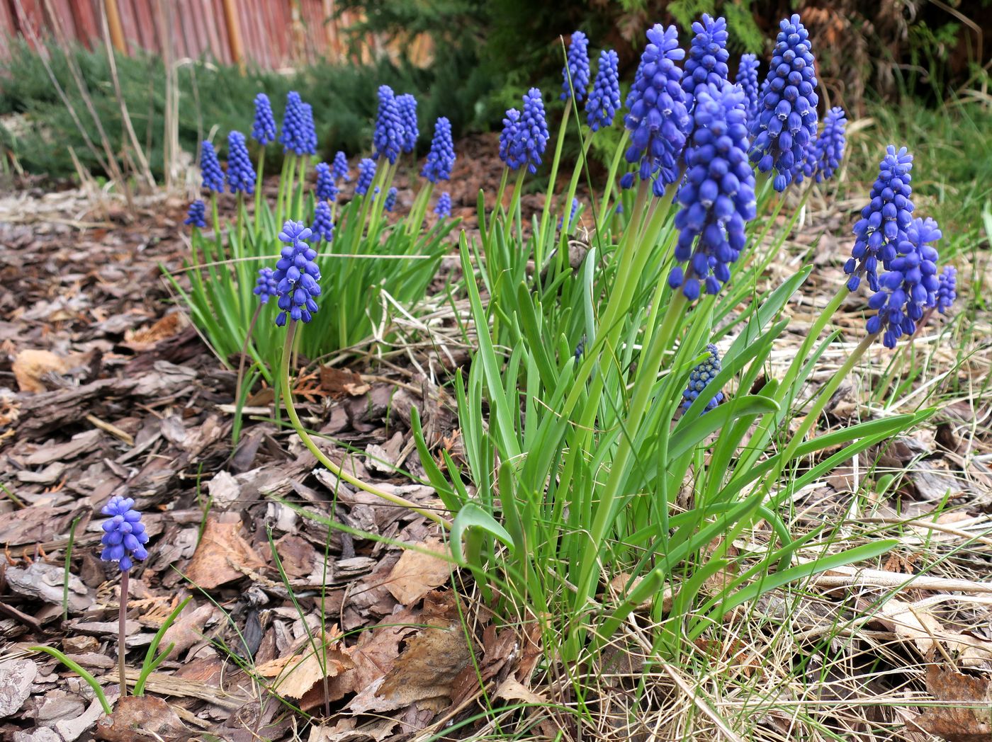 Image of Muscari armeniacum specimen.