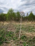 Heracleum sosnowskyi. Высохшее отплодоносившее растение. Новая Москва, окр. дер. Ярцево, залежь с северной стороны дороги местного значения. 03.05.2019.