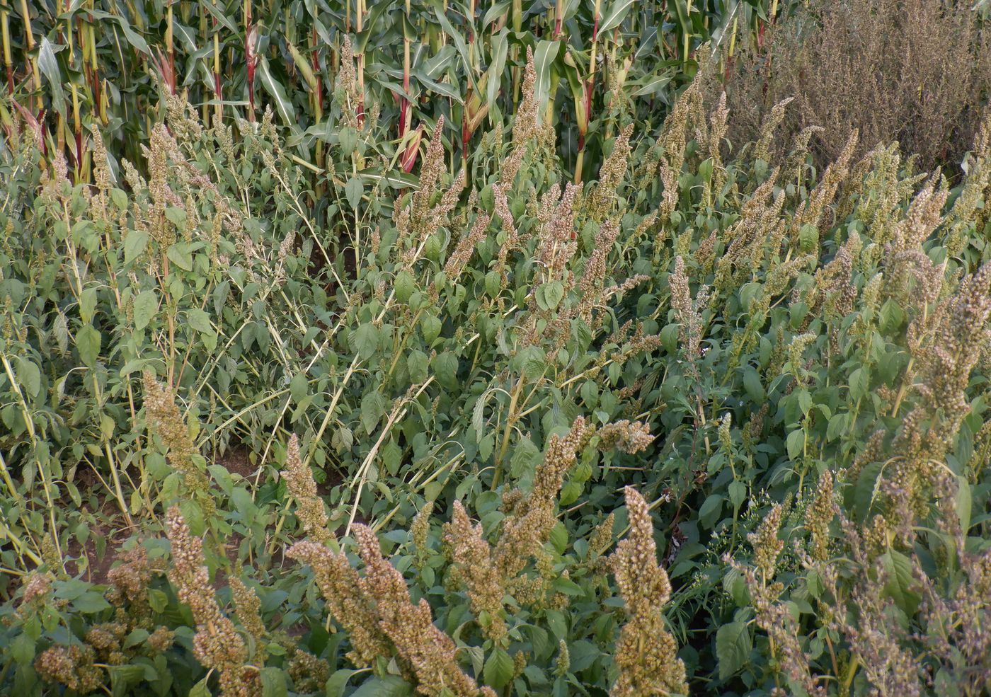 Изображение особи Amaranthus retroflexus.