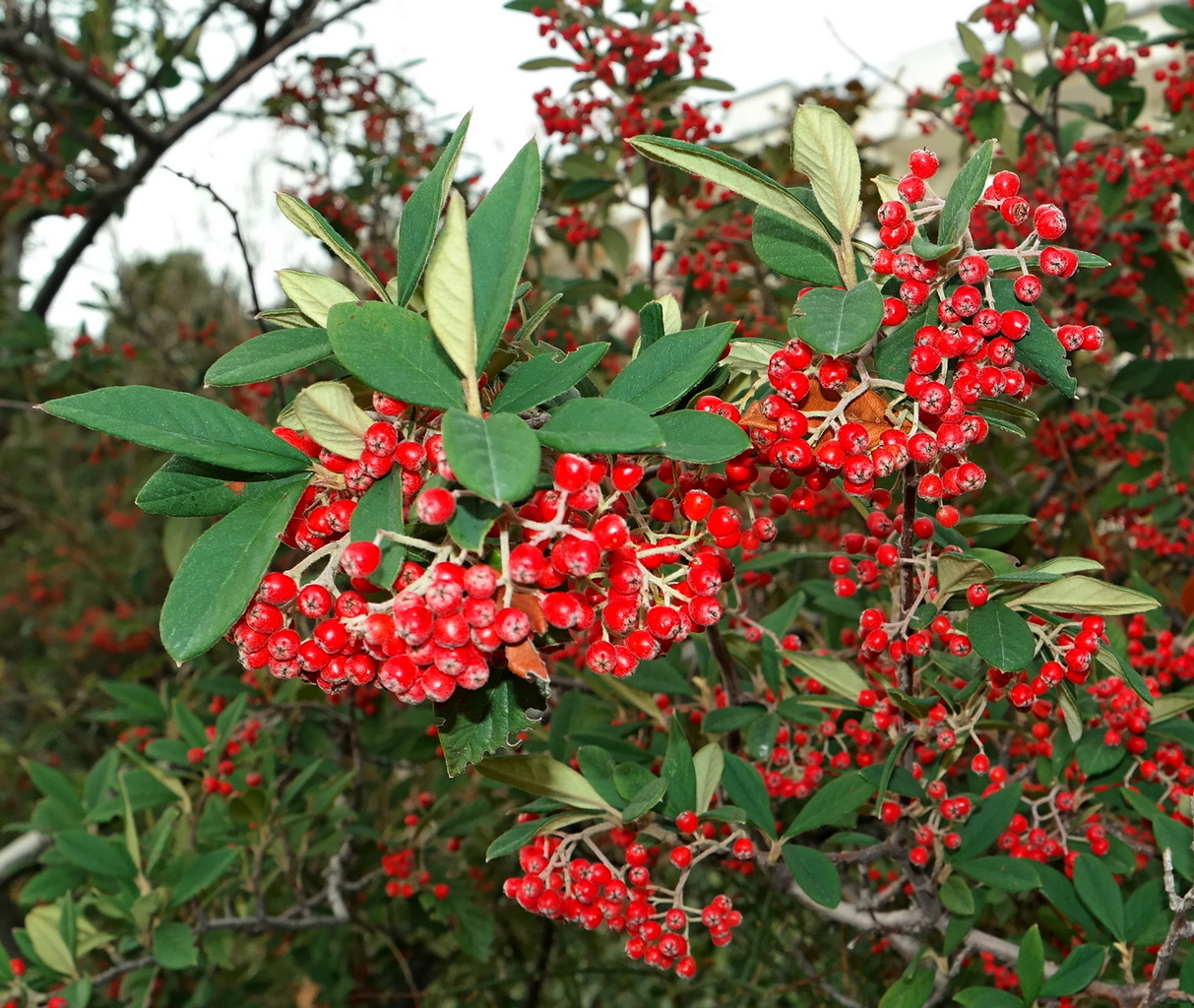 Изображение особи род Cotoneaster.