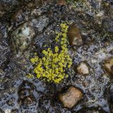 genus Candelariella