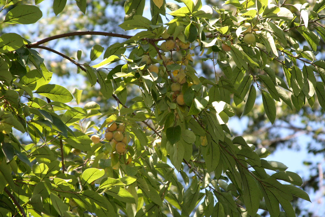 Изображение особи Diospyros virginiana.