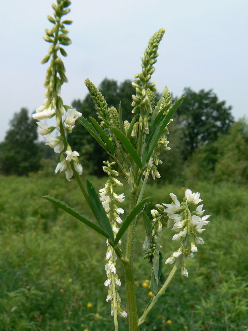 Image of Melilotus albus specimen.