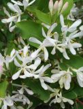 Lonicera tatarica