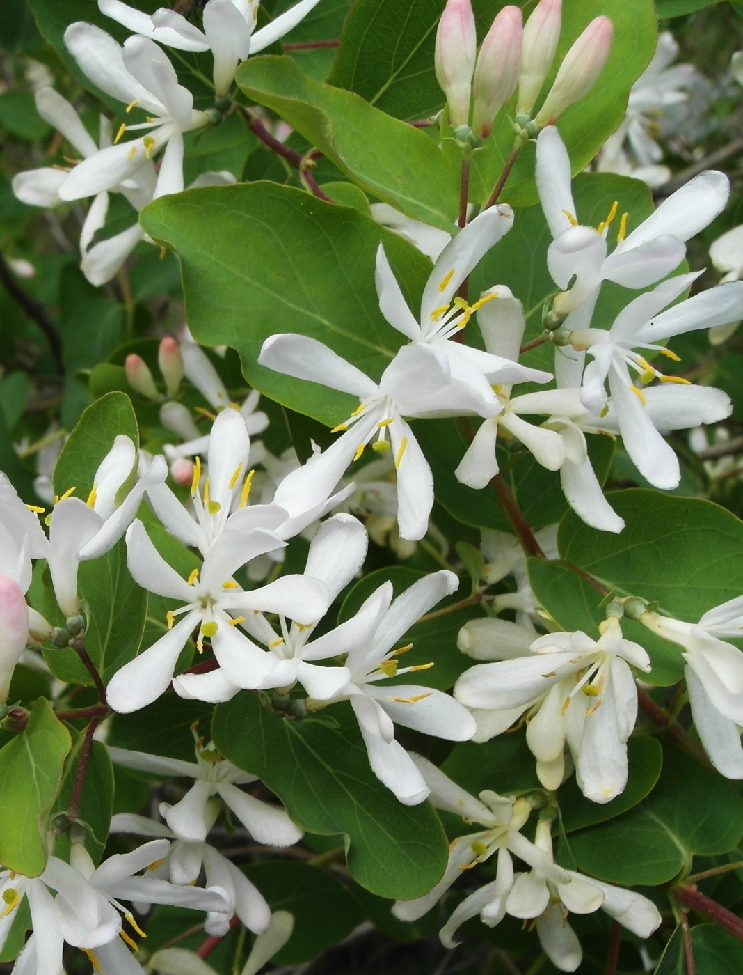 Image of Lonicera tatarica specimen.