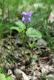 genus Viola. Цветущее растение. Карельский перешеек, окр. Сертолово, смешанный лес. 31.05.2020.