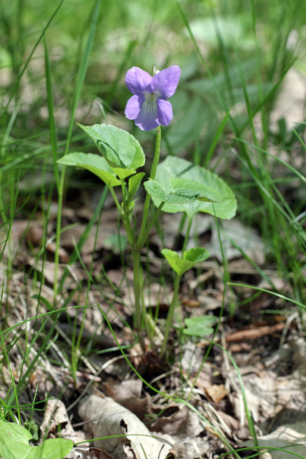 Изображение особи род Viola.