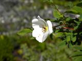 Rosa oxyacantha