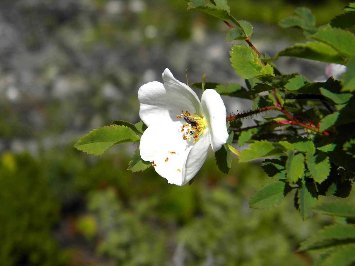 Image of Rosa oxyacantha specimen.