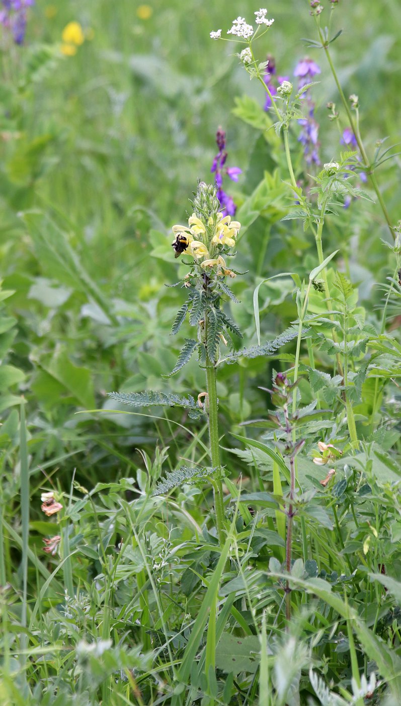 Изображение особи Pedicularis sibthorpii.