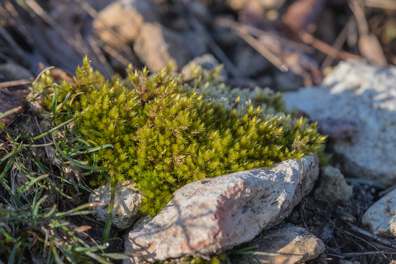 Изображение особи Homalothecium lutescens.