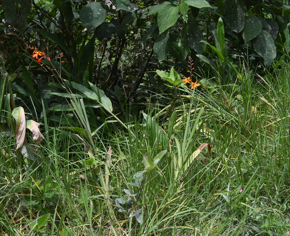 Image of Crocosmia &times; crocosmiiflora specimen.