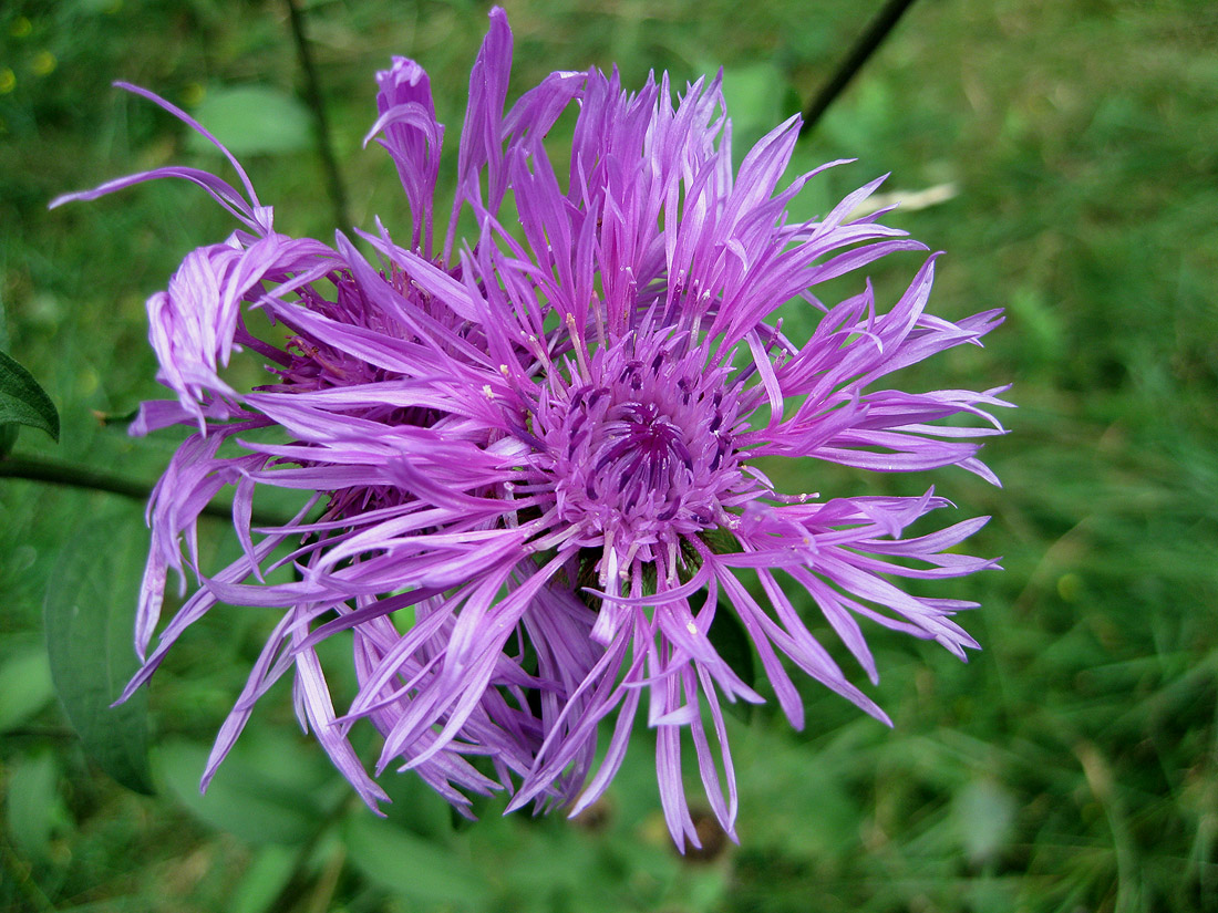 Image of Centaurea carpatica specimen.