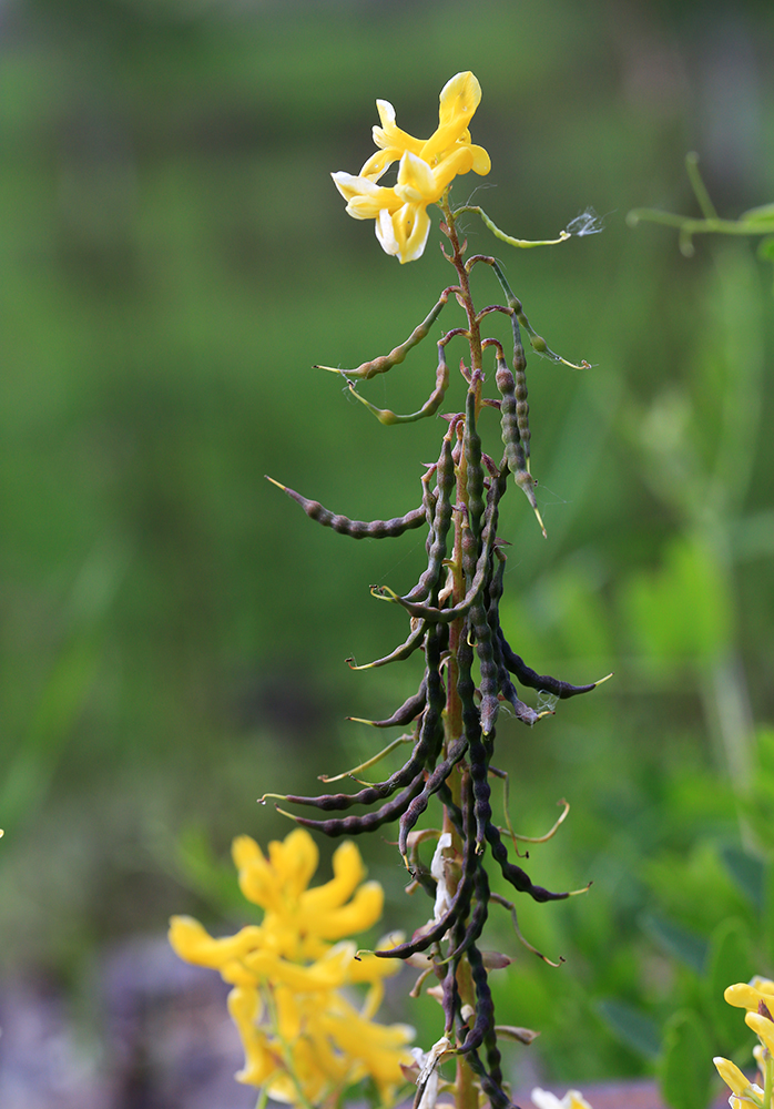 Image of Corydalis speciosa specimen.